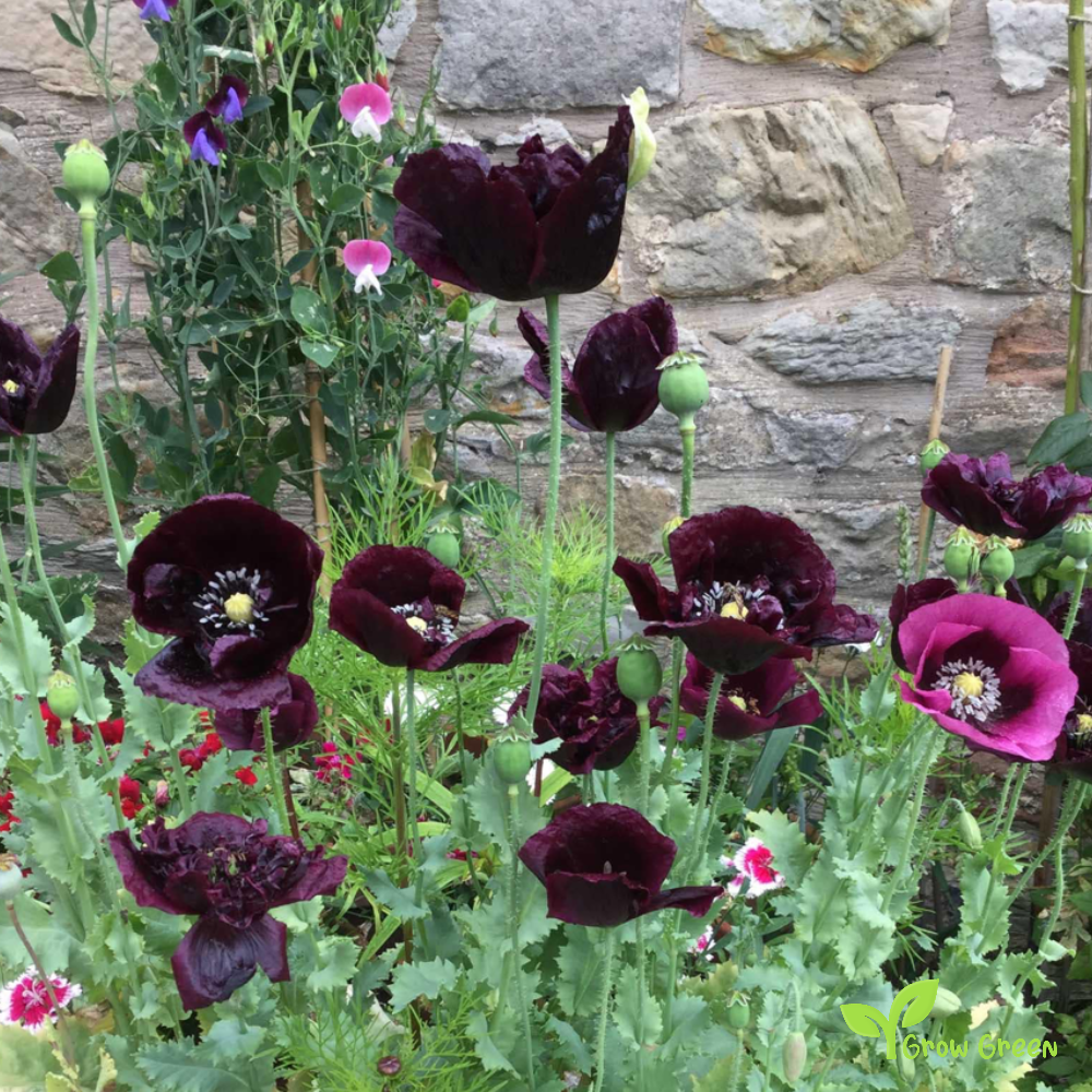 10 seeds of Black Poppy - PAPAVER + Gift 5 seeds of Sunflower