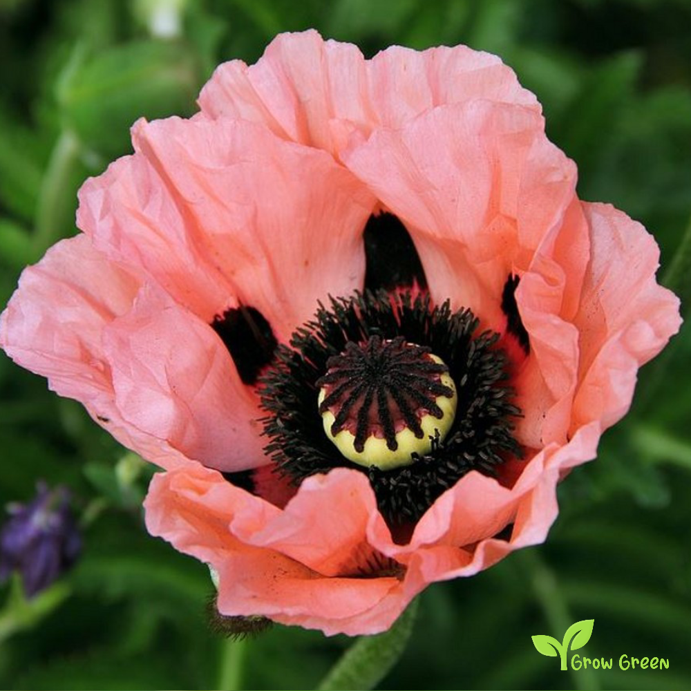 10 seeds of Princess Victoria Louise Poppy - PAPAVER + Gift 5 seeds of Sunflower