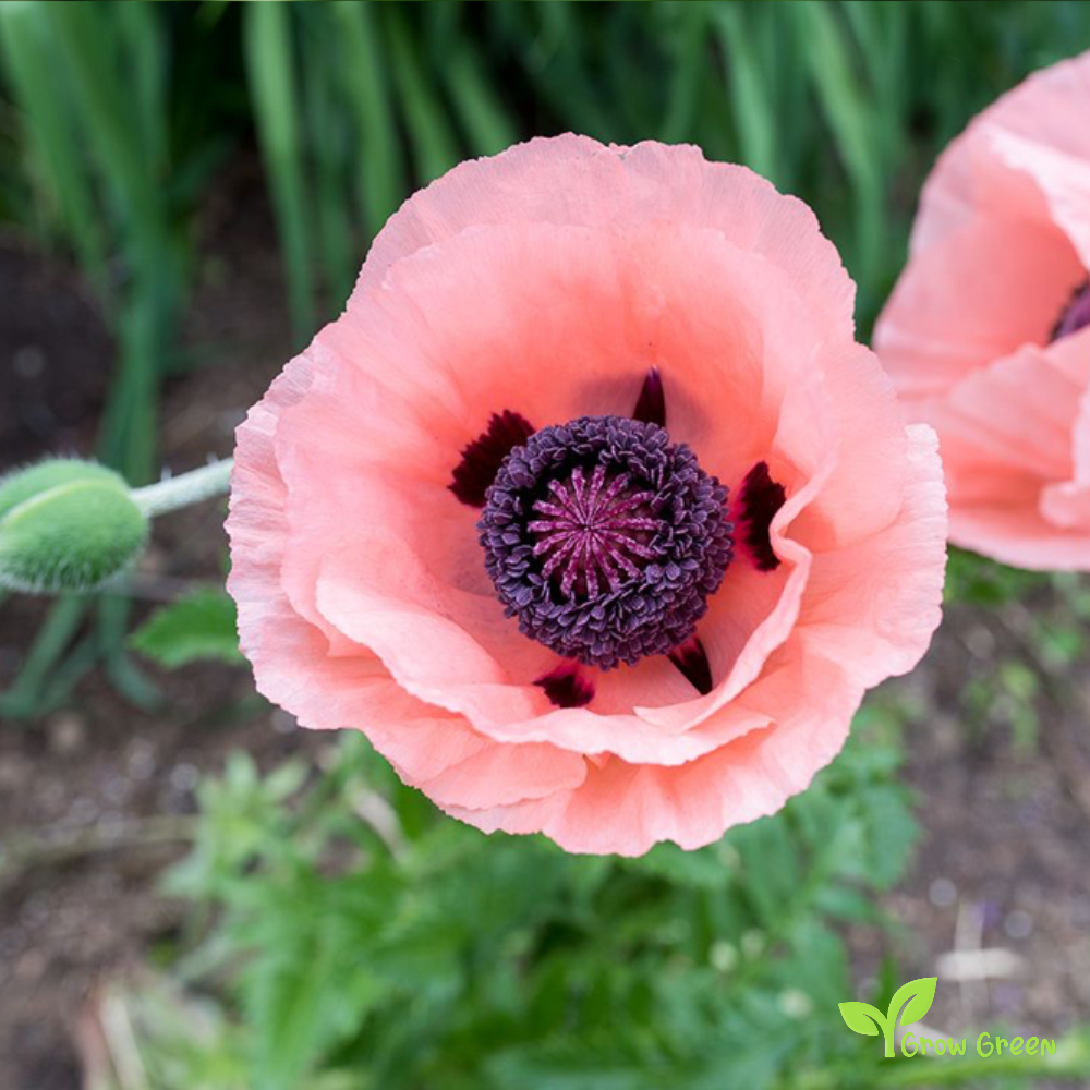 10 seeds of Princess Victoria Louise Poppy - PAPAVER + Gift 5 seeds of Sunflower