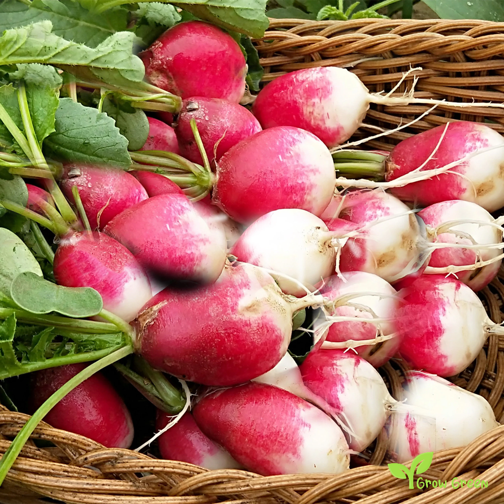 50 seeds of Sparkler Radish - RAPHANUS SATIVUS + Gift 5 seeds of Sunflower