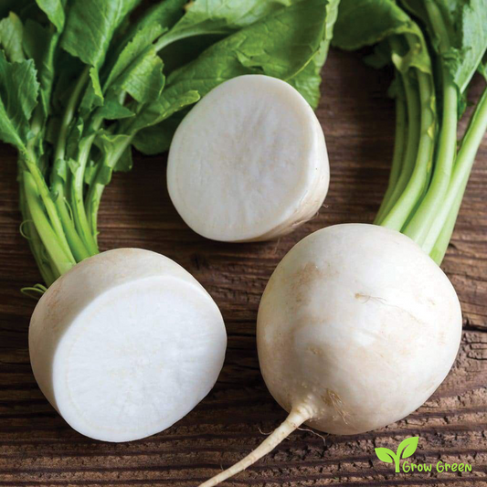 50 seeds of Hailstone Radish - RAPHANUS SATIVUS + Gift 5 seeds of Sunflower