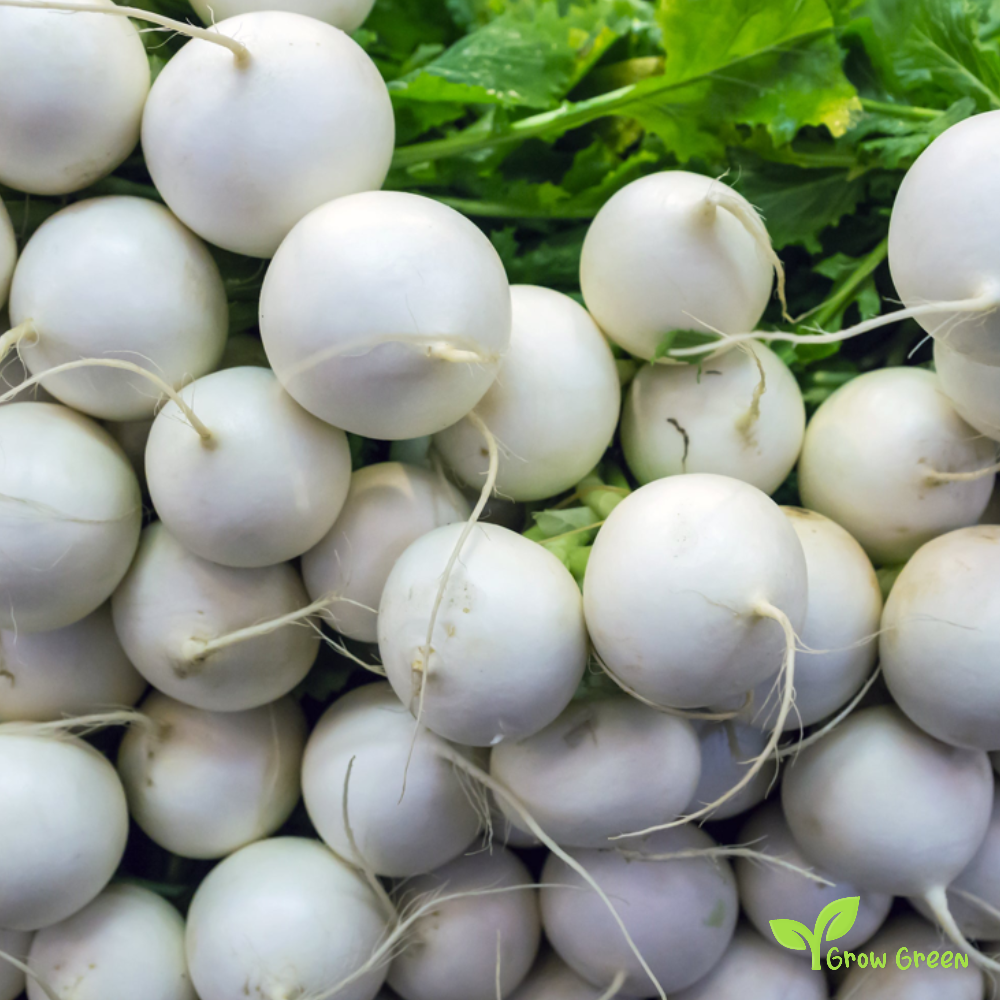 50 seeds of Hailstone Radish - RAPHANUS SATIVUS + Gift 5 seeds of Sunflower