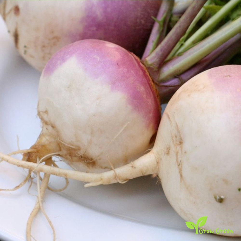 50 seeds of Turnip Manchester - BRASSICA RAPA + Gift 5 seeds of Sunflower