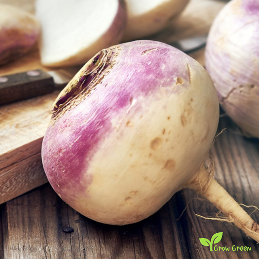 50 seeds of Turnip Veitches - BRASSICA RAPA + Gift 5 seeds of Sunflower