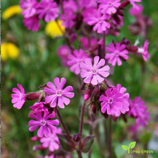 20 seeds of Silene Dioica - MELANDRIUM RUBRUM - Red Campion + Gift 5 seeds of Sunflower