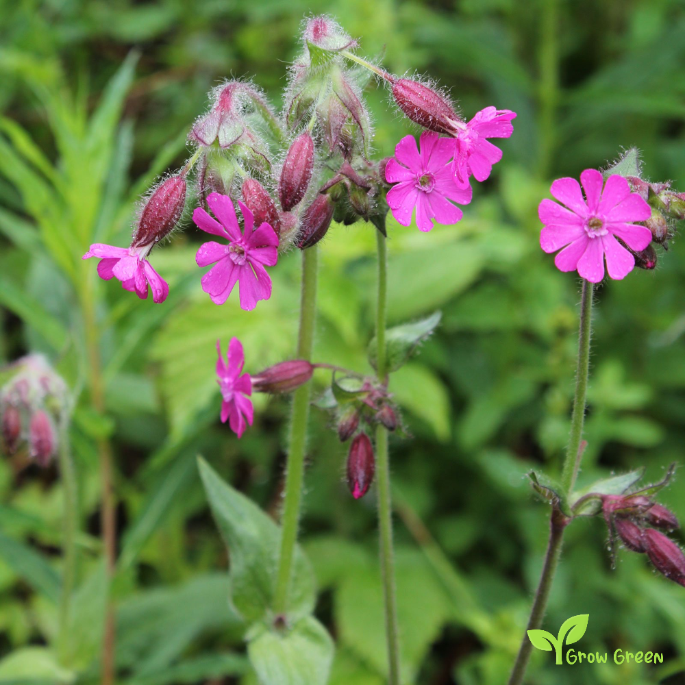 20 seeds of Silene Dioica - MELANDRIUM RUBRUM - Red Campion + Gift 5 seeds of Sunflower