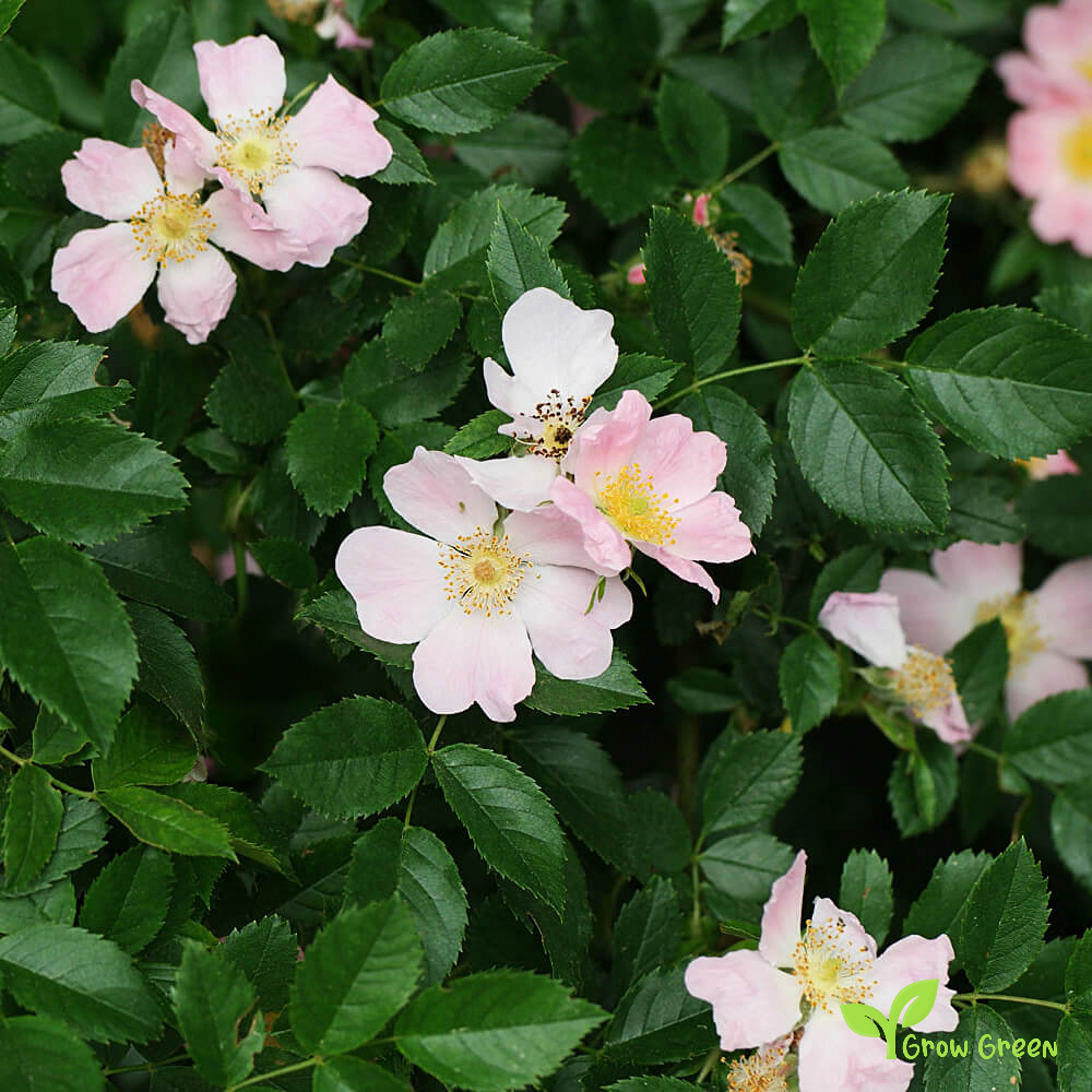 5 seeds of Dog Rose - ROSA CANINA + Gift 5 seeds of Sunflower