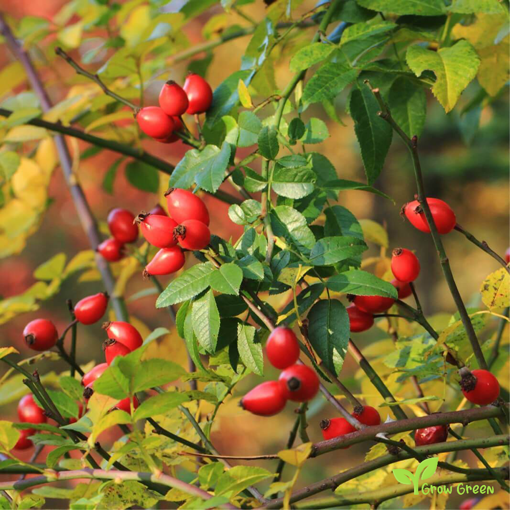 5 seeds of Dog Rose - ROSA CANINA + Gift 5 seeds of Sunflower