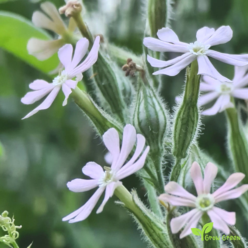 20 seeds of Night Flowering Catchfly - SILENE NOCTIFLORA + Gift 5 seeds of Sunflower