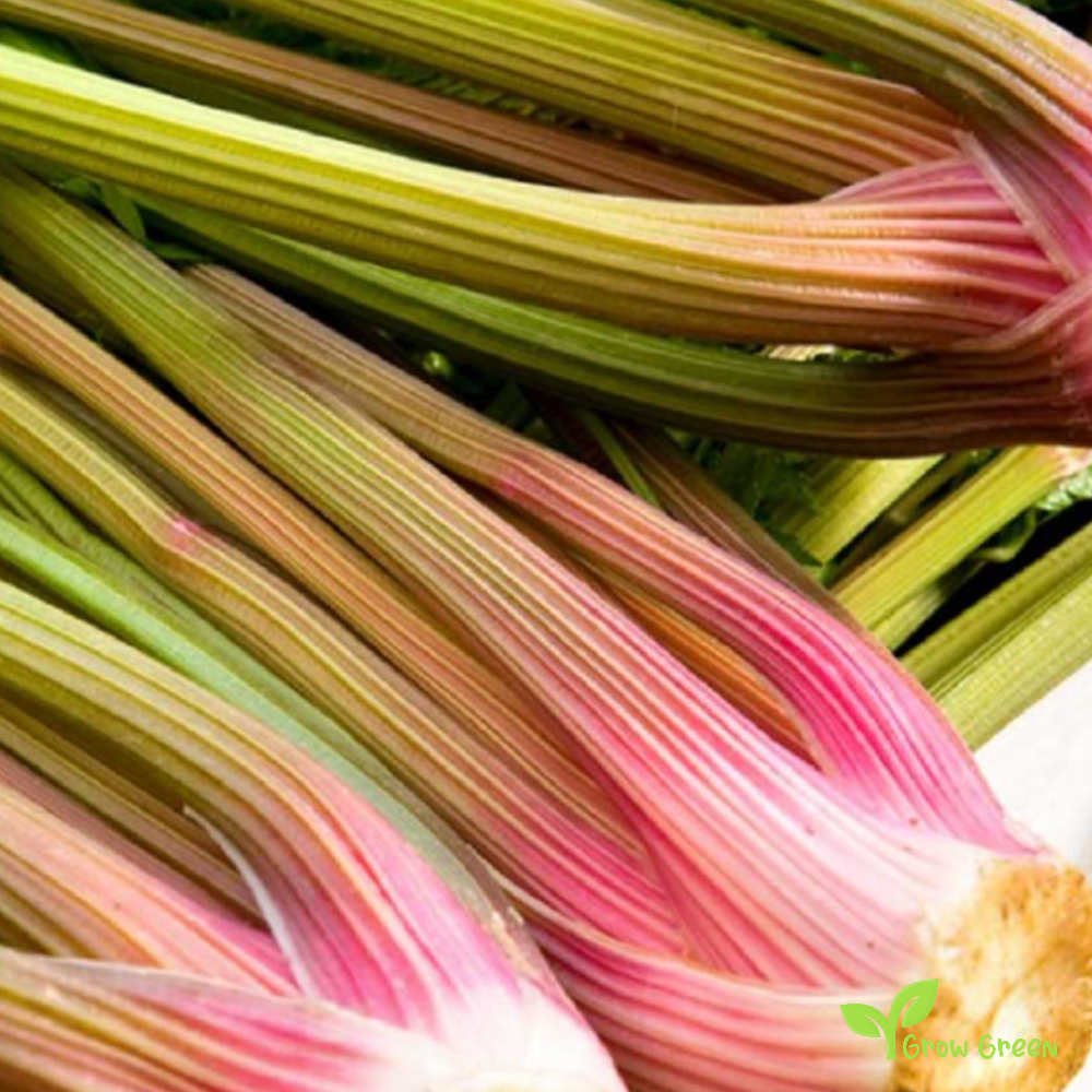 20 seeds of Red Celery - APIUM GRAVEOLENS + Gift 5 seeds of Sunflower