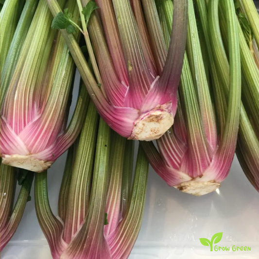 20 seeds of Red Celery - APIUM GRAVEOLENS + Gift 5 seeds of Sunflower