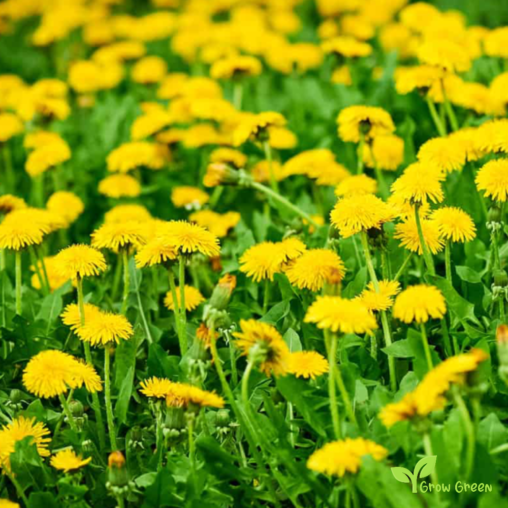 30 seeds of Dandelion - TARAXACUM OFFICINALE + Gift 5 seeds of Sunflower