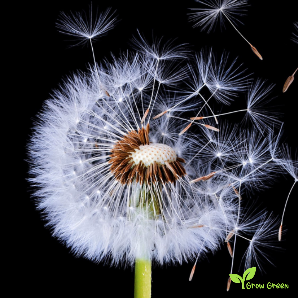 30 seeds of Dandelion - TARAXACUM OFFICINALE + Gift 5 seeds of Sunflower
