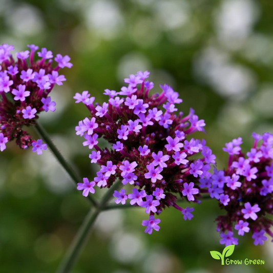30 seeds of Purpletop Vervain - VERBENA BONARIENSIS + Gift 5 seeds of Sunflower