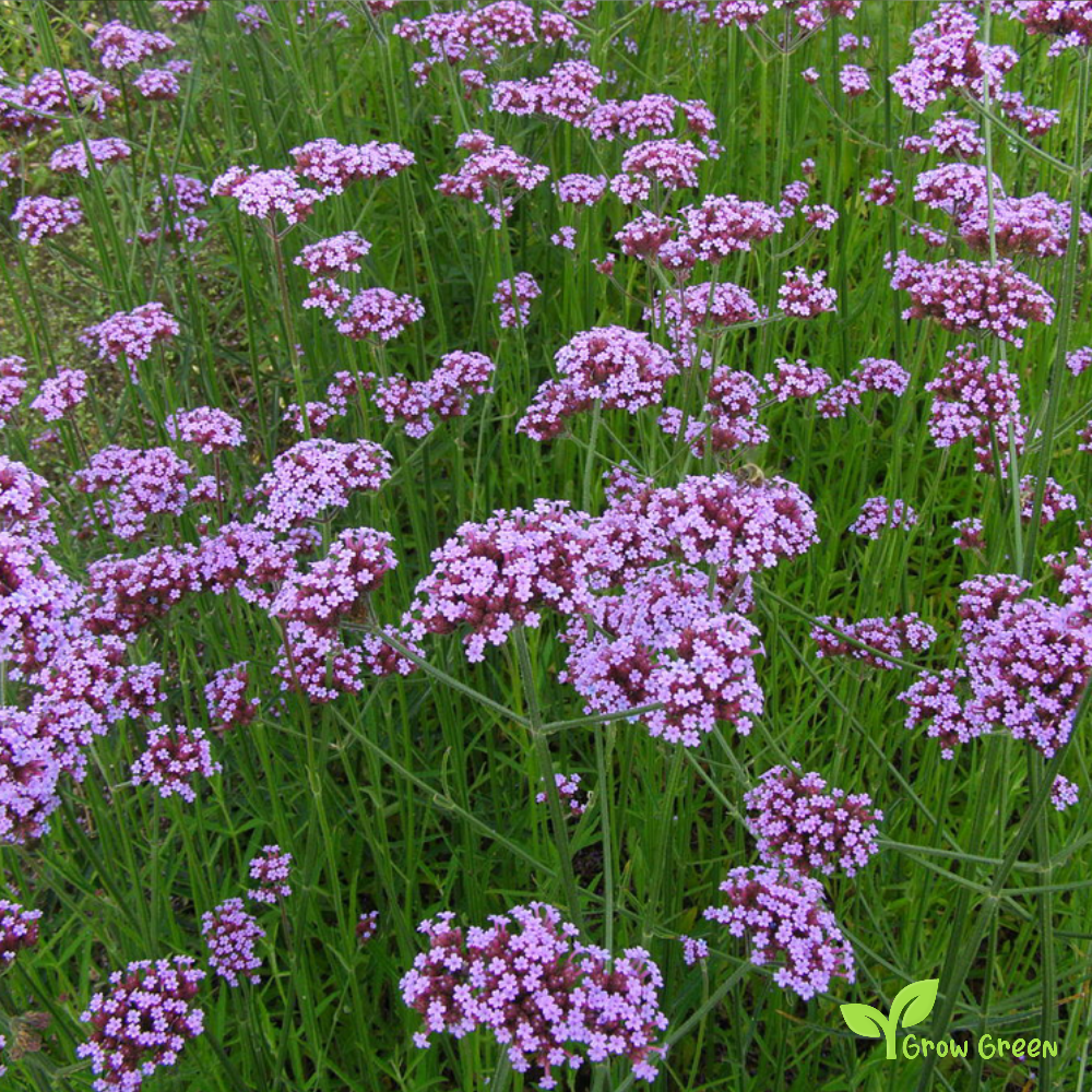 30 seeds of Purpletop Vervain - VERBENA BONARIENSIS + Gift 5 seeds of Sunflower