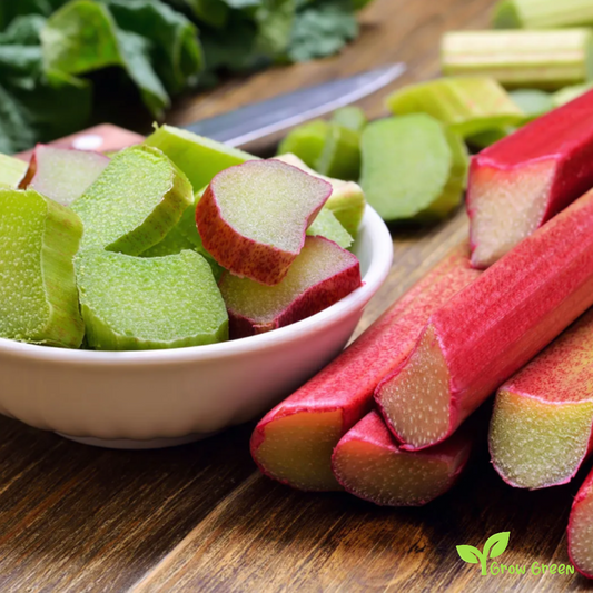 20 seeds of Rhubarb - Rheum Hybridum + Gift 5 seeds of Sunflower