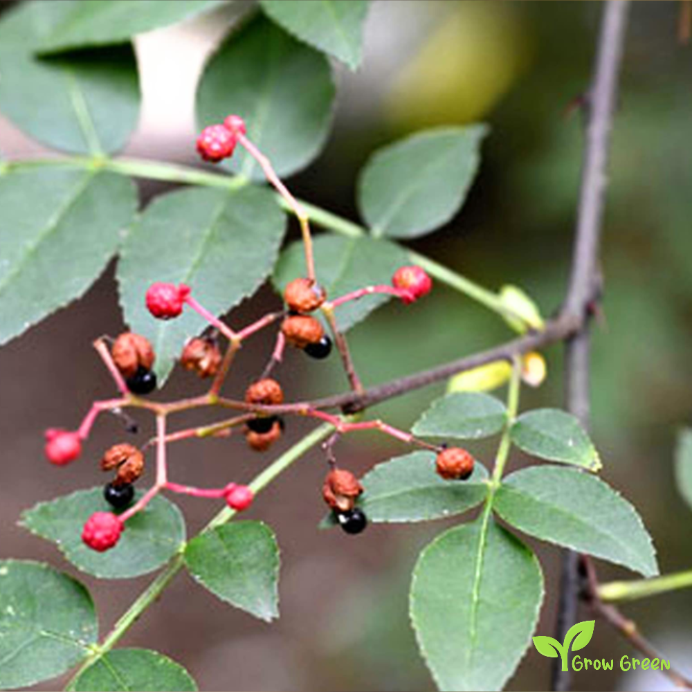 10 seeds of Chinese Pepper - ZANTHOXYLUM SIMULANS + Gift 5 seeds of Sunflower
