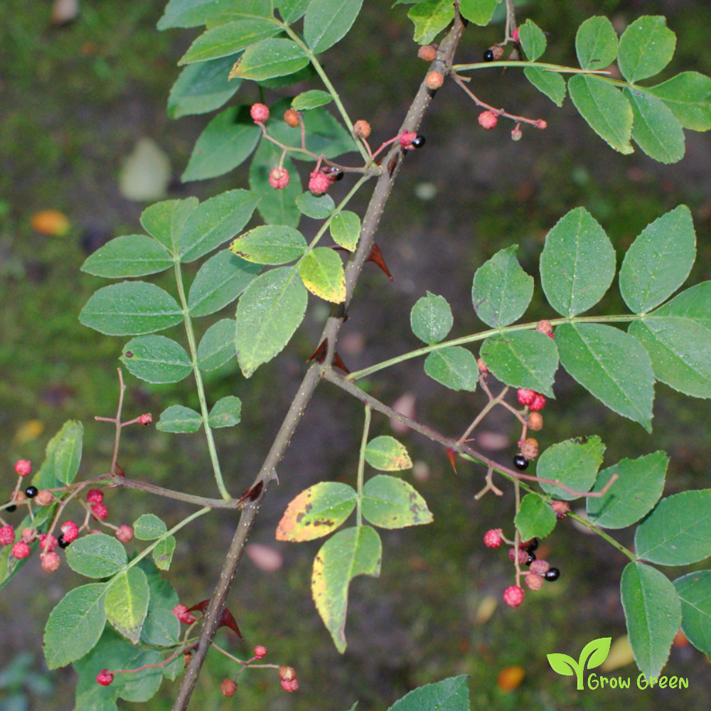 10 seeds of Chinese Pepper - ZANTHOXYLUM SIMULANS + Gift 5 seeds of Sunflower
