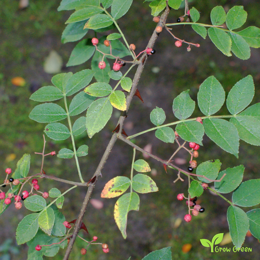 10 seeds of Chinese Pepper - ZANTHOXYLUM SIMULANS + Gift 5 seeds of Sunflower