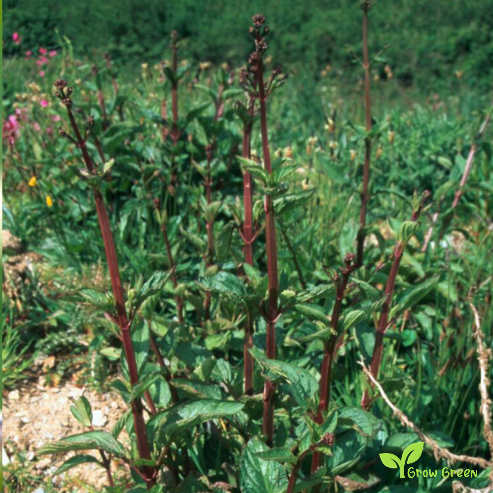 20 seeds of Common Woodland Figwort- SCROPHULARIA NODOSA + Gift 5 seeds of Sunflower