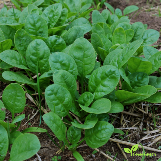 20 seeds of Spinach - SPINACIA OLERACEA + Gift 5 seeds of Sunflower
