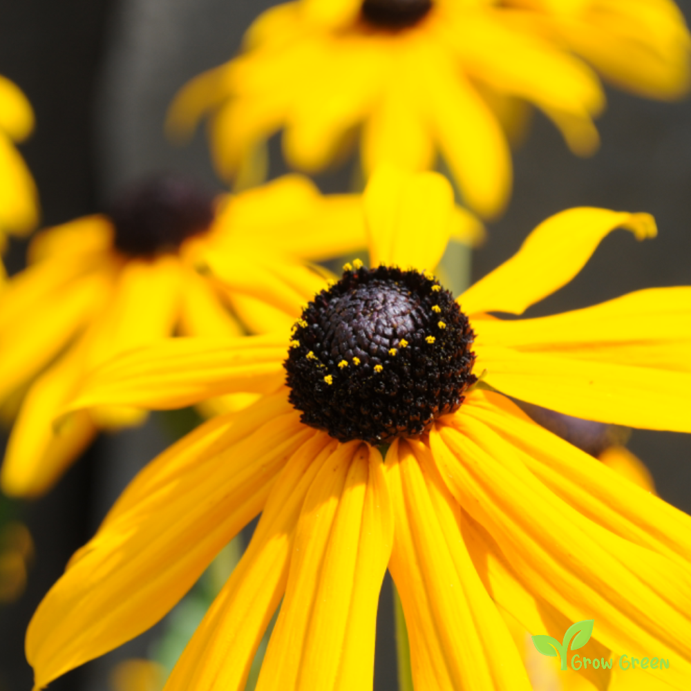Black Eyed Susan (rudbeckia hirta) | 10 seeds