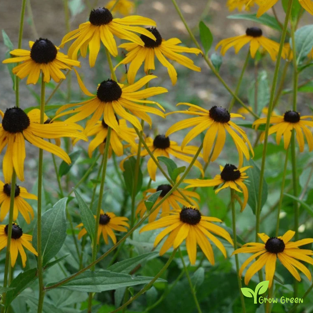 Black Eyed Susan (rudbeckia hirta) | 10 seeds