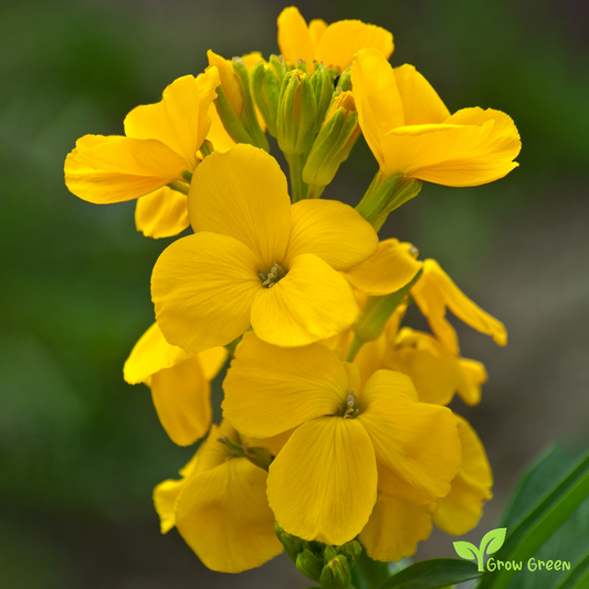 10 seeds of Wallflower - ERYSIMUM CHEIRI - Cheiranthus + Gift 5 seeds of Sunflower