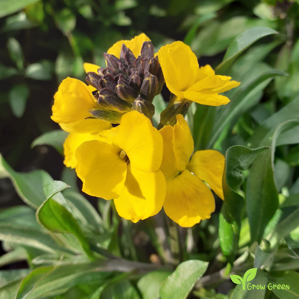 10 seeds of Wallflower - ERYSIMUM CHEIRI - Cheiranthus + Gift 5 seeds of Sunflower