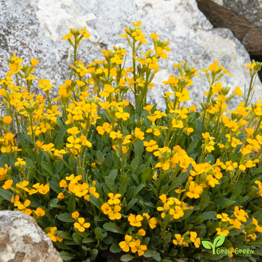 10 seeds of Wallflower - ERYSIMUM CHEIRI - Cheiranthus + Gift 5 seeds of Sunflower