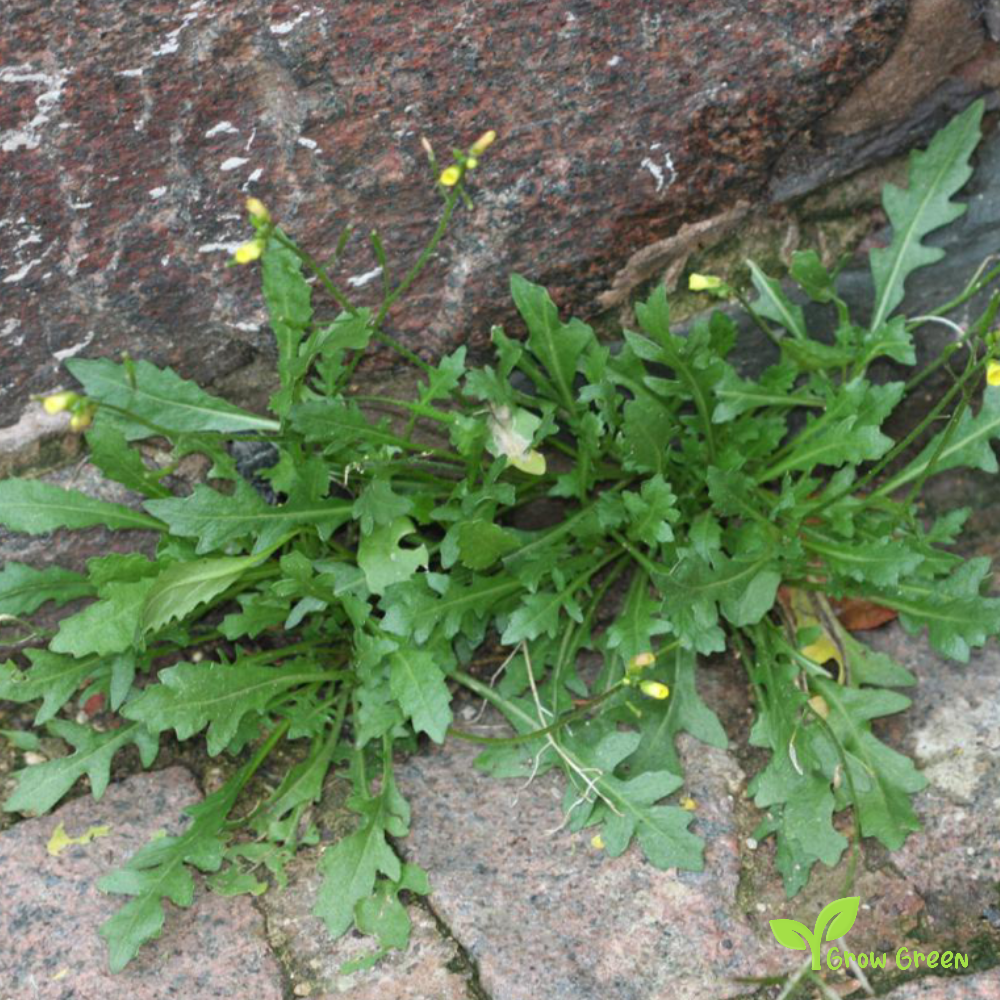 20 seeds of Wild Rocket - DIPLOTAXIS TENUIFOLIA + Gift 5 seeds of Sunflower