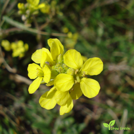 20 seeds of Wild Rocket - DIPLOTAXIS TENUIFOLIA + Gift 5 seeds of Sunflower
