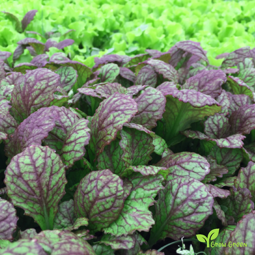 20 seeds of Purple Osaka Mustard - BRASSICA JUNCEA + Gift 5 seeds of Sunflower