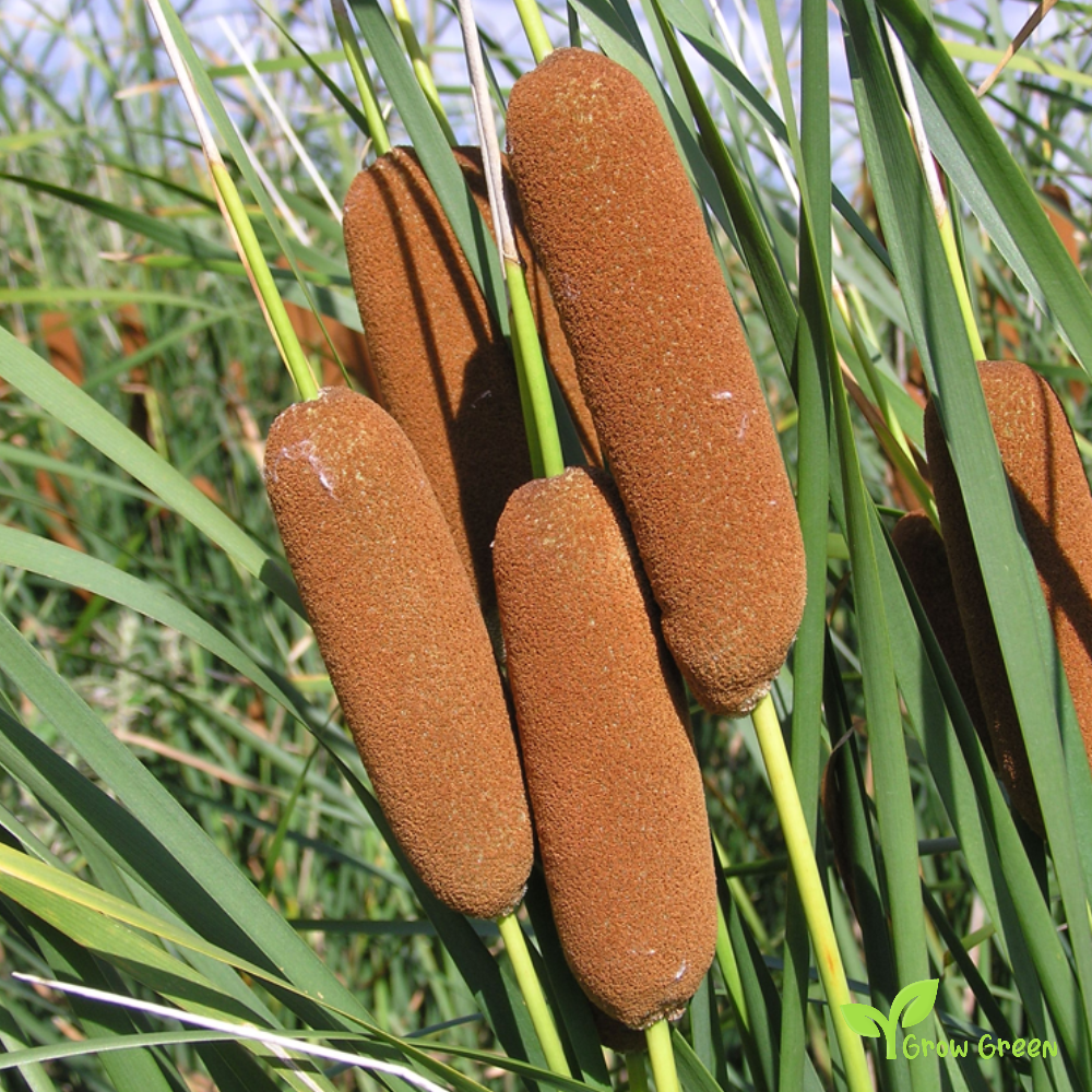 Graceful Cattail (thypa laxmannii) | 10 seeds