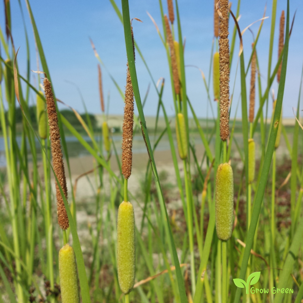 Graceful Cattail (thypa laxmannii) | 10 seeds