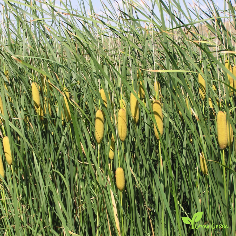 Graceful Cattail (thypa laxmannii) | 10 seeds