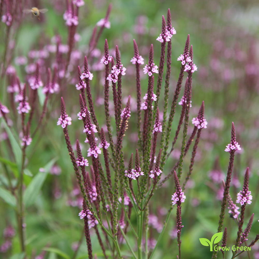 10 seeds of American Blue Vervain 10 SEEDS - VERBENA HASTATA + Gift 5 seeds of Sunflower