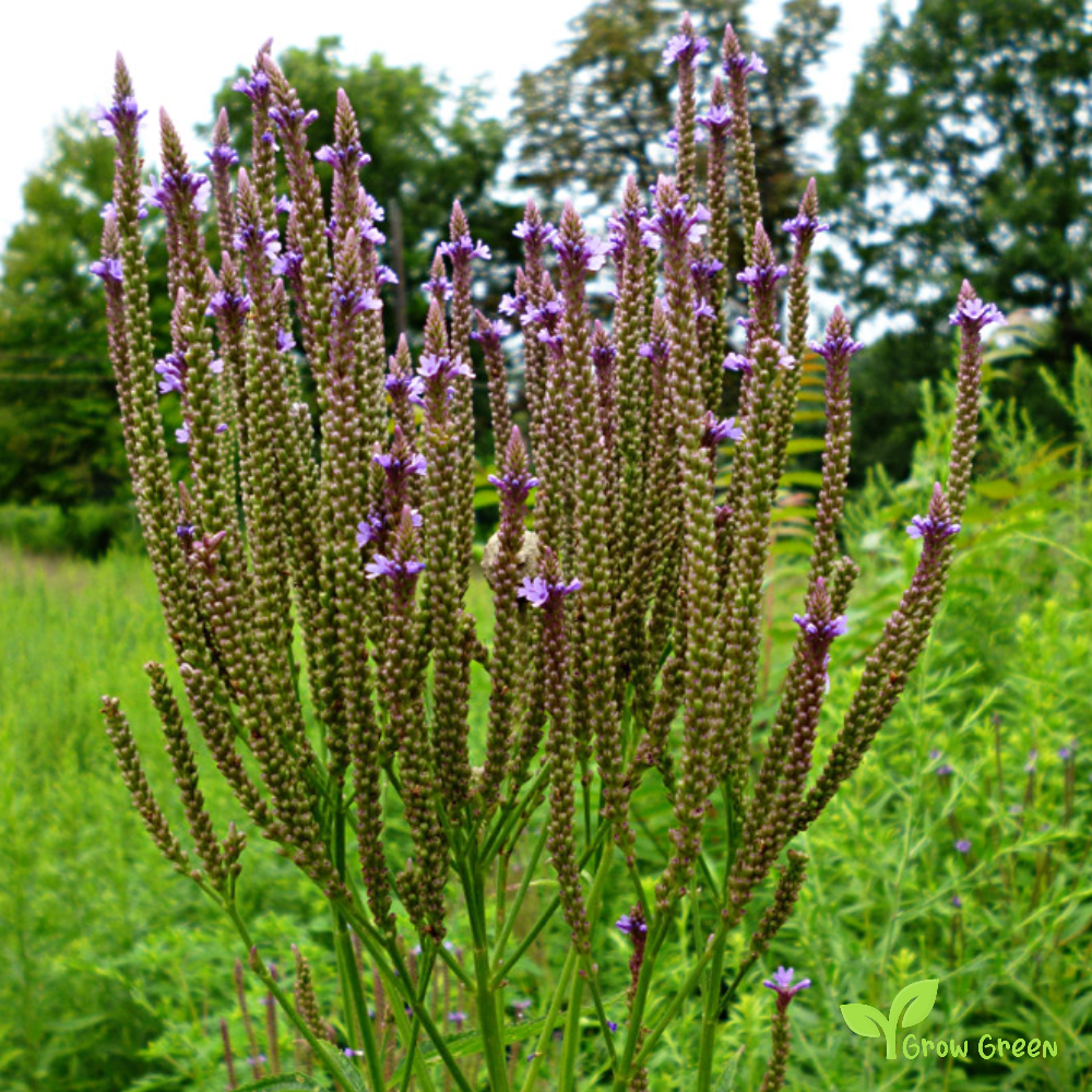 10 seeds of American Blue Vervain 10 SEEDS - VERBENA HASTATA + Gift 5 seeds of Sunflower