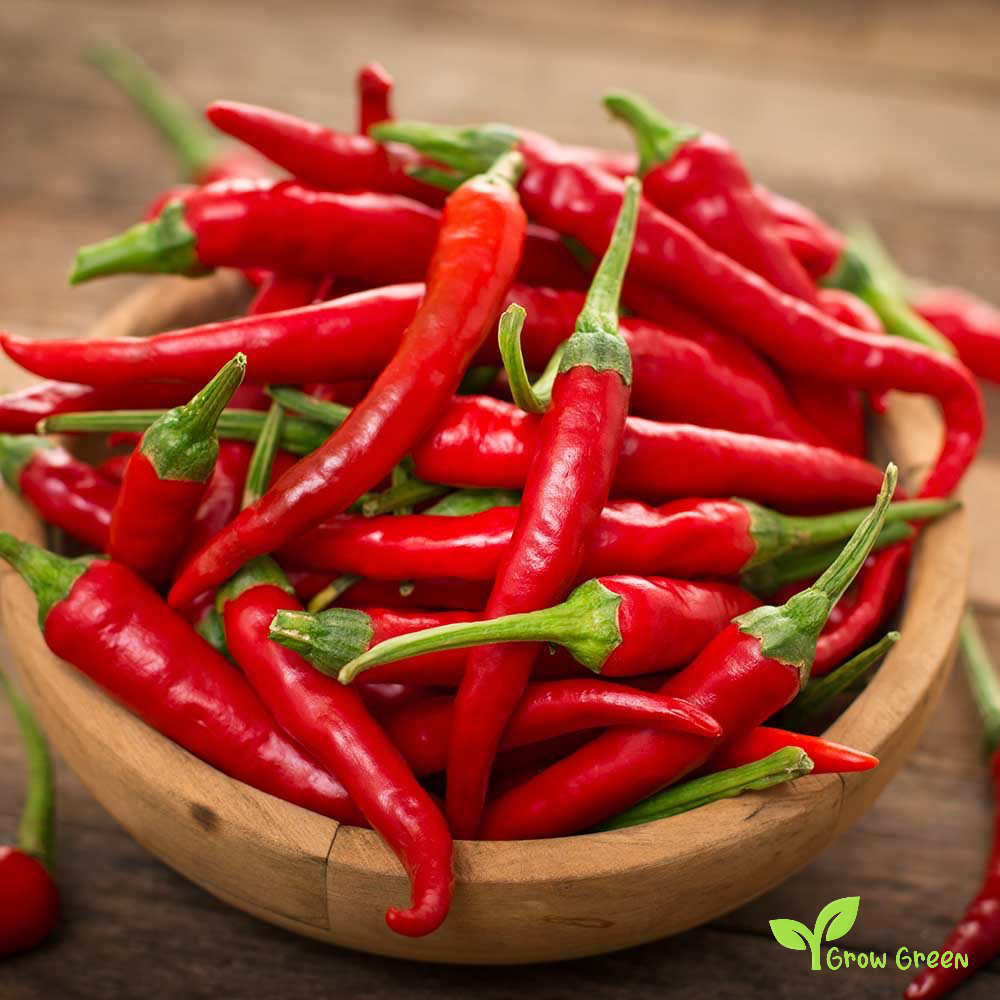 10 seeds of Cayenne Pepper - CAPSICUM ANNUUM - Chilli + Gift 5 seeds of Sunflower