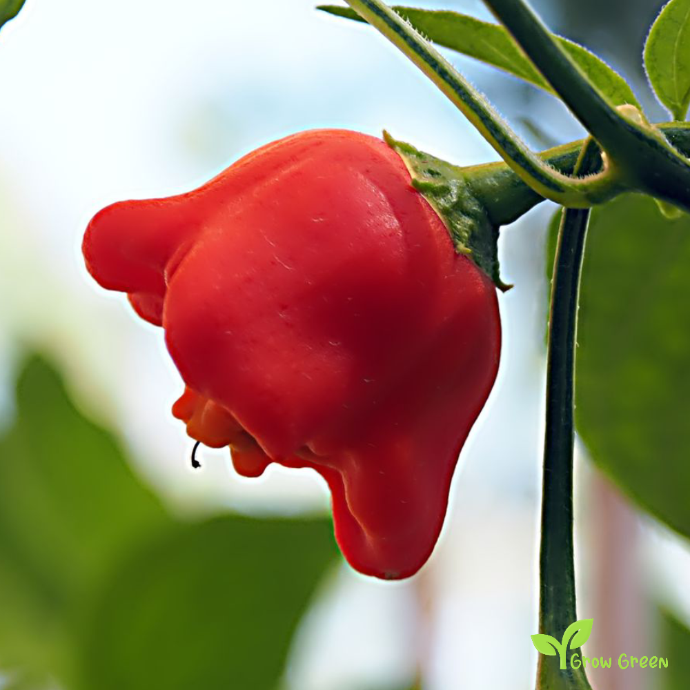 10 seeds of Bishop's Crown Pepper - CAPSICUM BACCATUM - Chilli + Gift 5 seeds of Sunflower