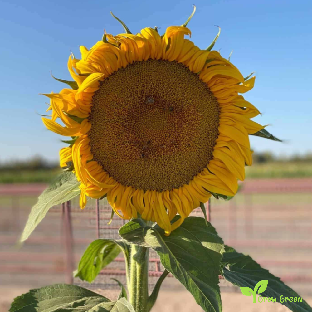 20 seeds of Common Giant Sunflower - HELIANTHUS ANNUUS - CHUFA + Gift 5 seeds of Sunflower