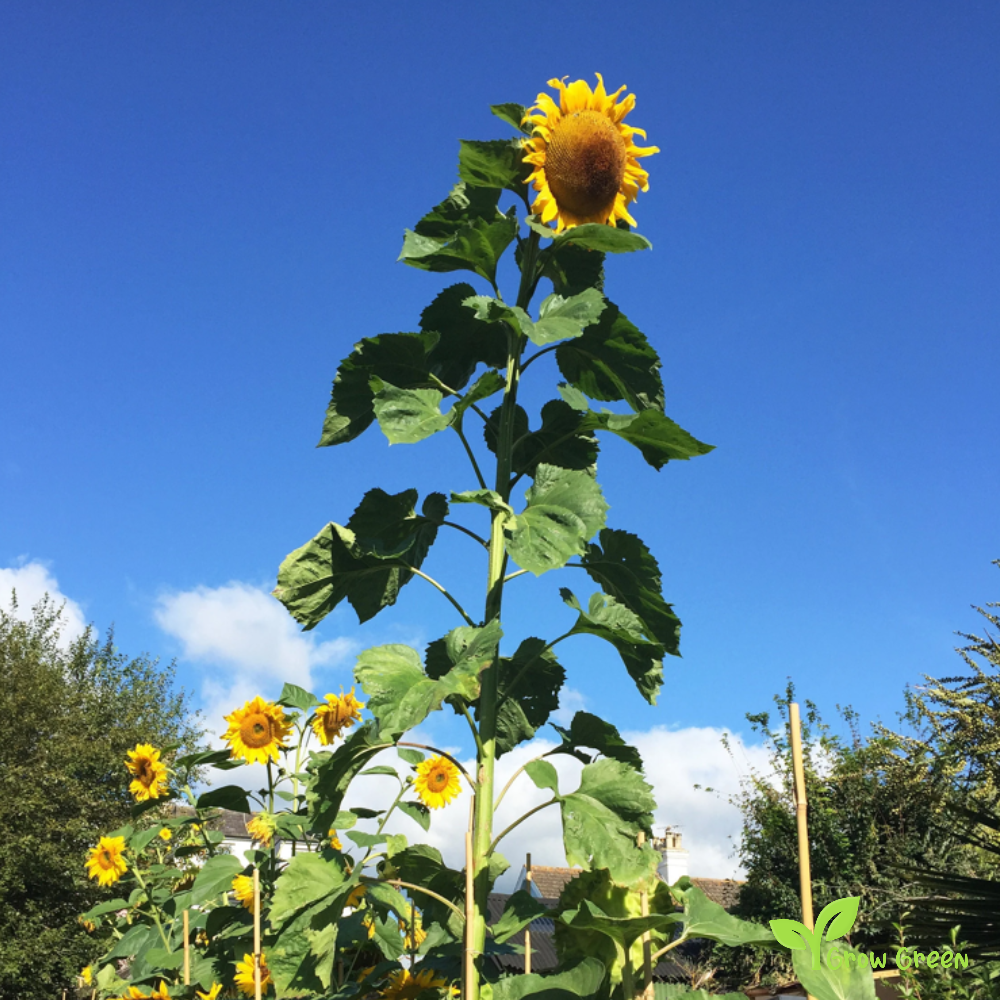 20 seeds of Common Giant Sunflower - HELIANTHUS ANNUUS - CHUFA + Gift 5 seeds of Sunflower