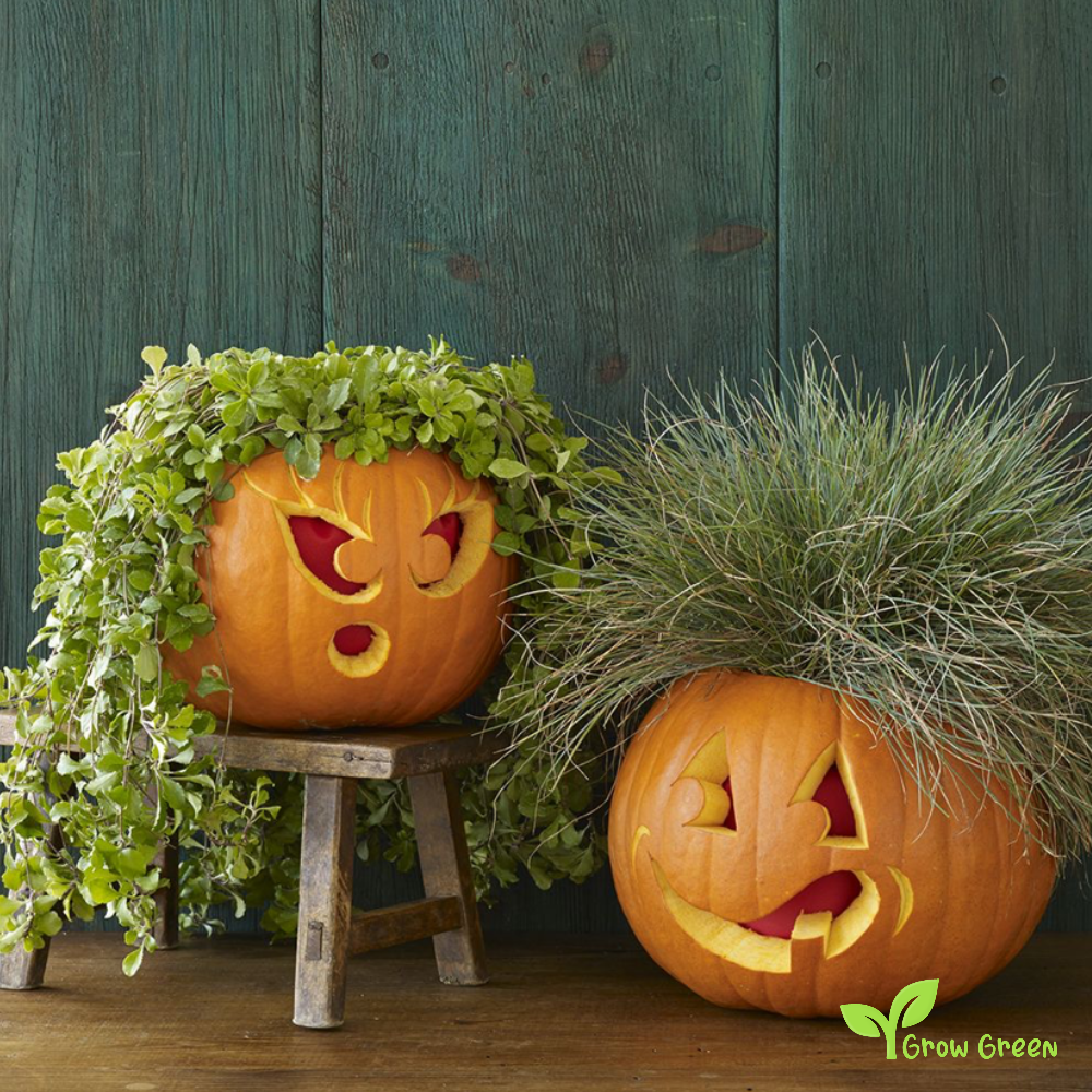 20 seeds of Autumn Gold Squash Pumpkin - CUCURBITA Halloween + Gift 5 seeds of Sunflower