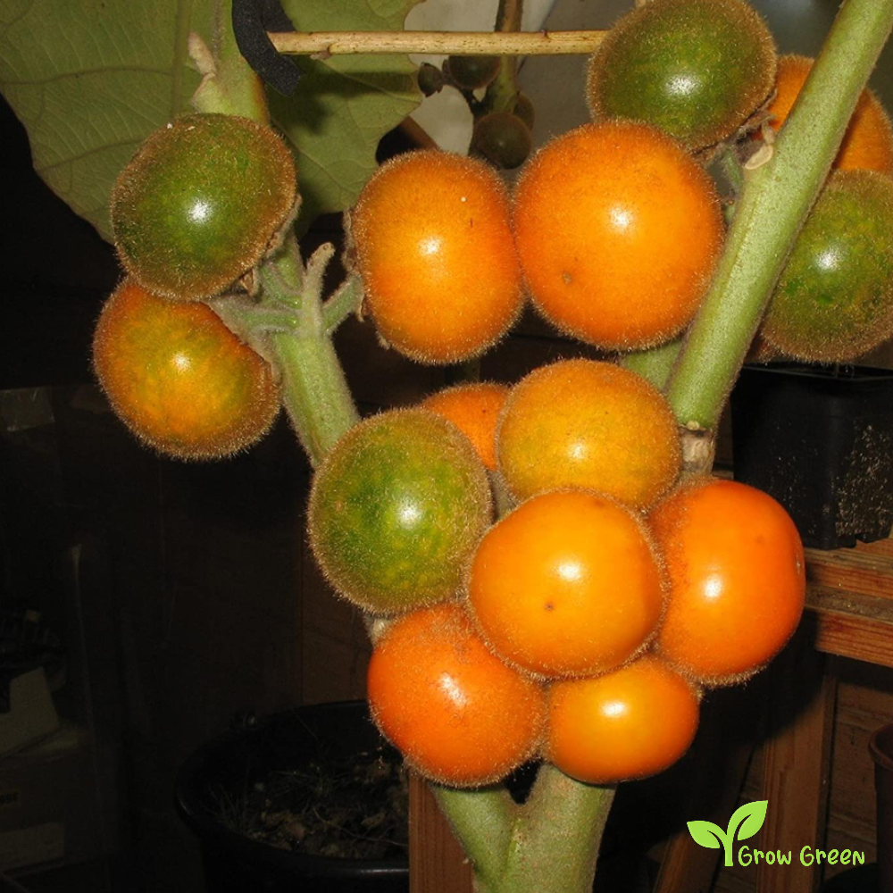 10 seeds of Lulo - SOLANUM QUITOENSE - Naranjilla + Gift 5 seeds of Sunflower