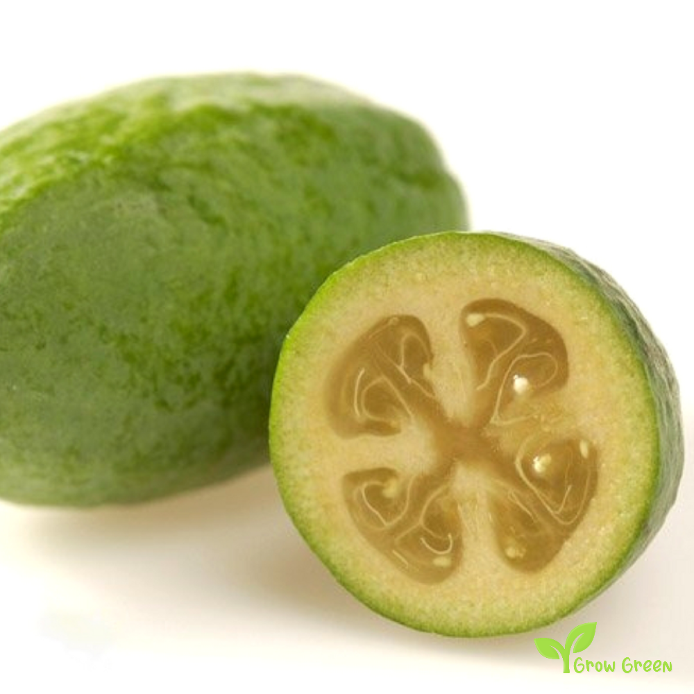 3 seeds of Pineapple Guava - FEIJOA SELLOWIANA - Guavasteen + Gift 5 seeds of Sunflower