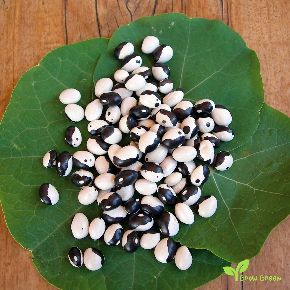 3 seeds of Orca Bean 3 SEEDS - PHASEOLUS VULGARIS - Ying Yang - Pickle + Gift 5 seeds of Sunflower
