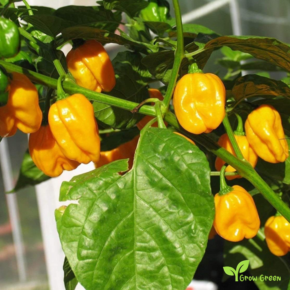 10 seeds of Yellow Habanero Chilli - CAPSICUM CHINENESE + Gift 5 seeds of Sunflower