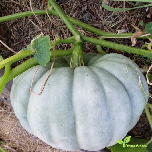 10 seeds of Jarrahdale Pumpkin - CUCURBITA - Blue White Squash + Gift 5 seeds of Sunflower