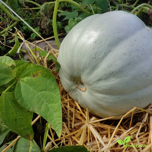 10 seeds of Jarrahdale Pumpkin - CUCURBITA - Blue White Squash + Gift 5 seeds of Sunflower