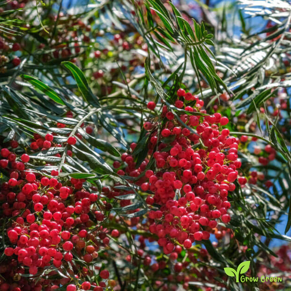 10 seeds of Pink Peppercorn - SCHINUS MOLLE Peruvian Pepper  + Gift 5 seeds of Sunflower